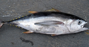 Sezona lova na plavoperajnu tunu 2015.: obnova fonda koristi EU-u