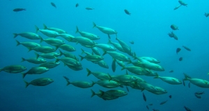 Komisija planira ribolovne mogućnosti za 2016.