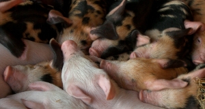 Poljoprivreda: Komisija pokrenula dodjelu potpora za privatno skladištenje svinjskog mesa radi poticanja oporavka tržišta